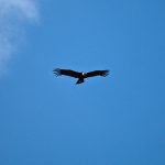 Aguila volando